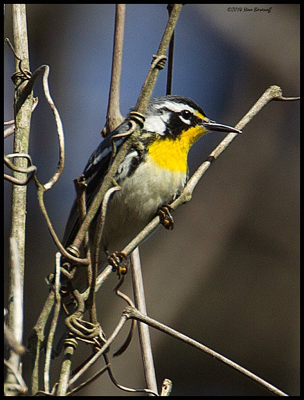 _4SB9893 yellow-throated warbler.jpg